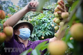 Thai retail corporation to sell some 1,000 tonnes of lychees 