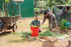 Over 11,000 ethnic minority women gain access to micro-finance services