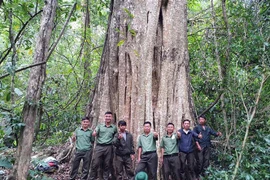 Central Highlands old trees earn ‘heritage tree’ title