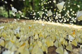 3D model of Cuc Phuong National Park built