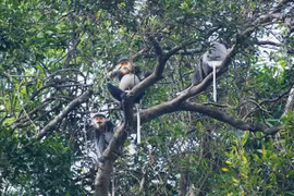 Quang Nam expands natural habitat for rare douc langurs
