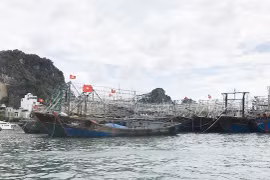  Quang Ninh makes progress in removing EC fishing "yellow card"