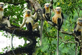 Monkey Day 2022 celebrated in Ha Giang