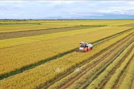 Rice produced by multi-stakeholder partnership shipped abroad