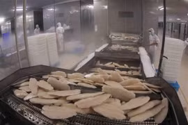 One more Vietnamese pangasius exporter to US enjoys zero tariff