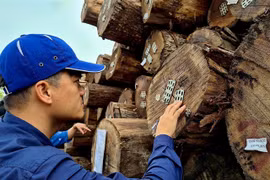 Huge potential for Vietnam’s timber exports