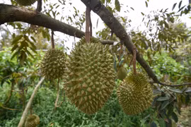 Farmers, businesses trained in forming durian growing areas, packaging facilities for export