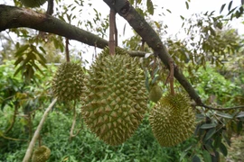 Farmers, businesses trained in forming durian growing areas, packaging facilities for export
