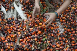 Indonesia temporarily waives palm oil export levy