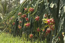 Vietnam wants to increase dragon fruit export to Australia, New Zealand