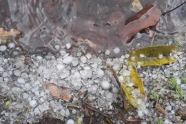 Hailstones damage crops in Lam Dong
