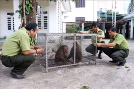 With better understanding, people voluntarily hand over rare endangered animals to authorities