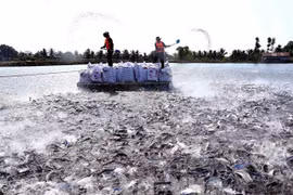 Rising tra fish prices a cause for concern