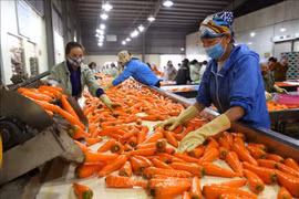Vietnam aims to be one of top ten global farm produce processors