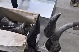Man arrested in Da Nang for smuggling endangered species