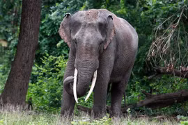 Cambodia calls for protecting endangered Asian elephants