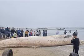 Thanh Hoa: 10-tonne whale carcass buried