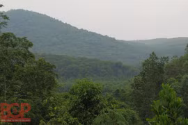 Bac Giang boosts sustainable forestry development