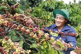 Dak Lak records highest-ever coffee export volume