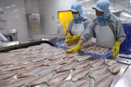 Tra fish production, exports surge