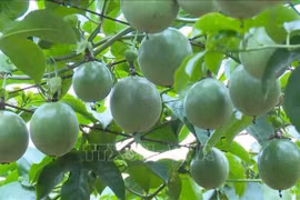 Dak Lak prepares for export of passion fruit to China