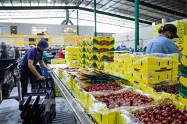 Australia welcomes Vietnamese with agriculture visas