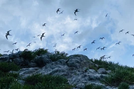 Ba Ria-Vung Tau: eco-tourism goes with environmental protection