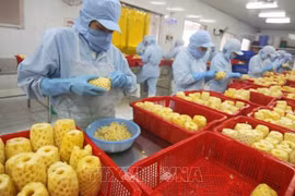 Large Japanese-funded project launched to strengthen safe agricultural value chains in the north