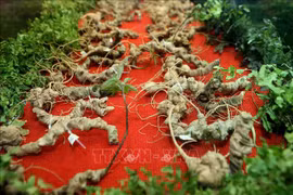 Efforts needed to develop national brand of Vietnamese ginseng
