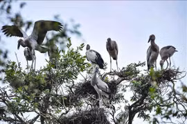 Vietnam in world's top 16 with richest biodiversity