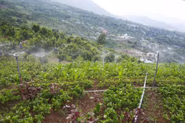 Hanoi: hi-tech farm produce to account for 70% by 2025