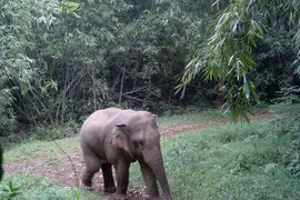 Vietnam strives to conserve elephants