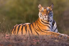 Thailand aims for biggest tiger population in Southeast Asia by 2034