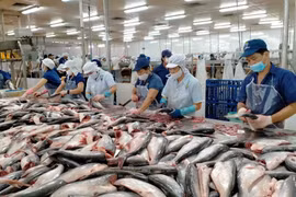 Vietnam’s tra fish export value expected to reach 2.4 billion USD this year