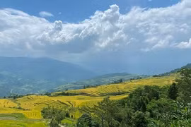 Quang Ninh: Binh Lieu yellow season festival to kick off this weekend