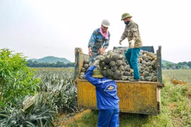 Agricultural sector seeking ways to boost exports