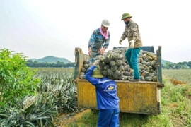 Agricultural sector seeking ways to boost exports