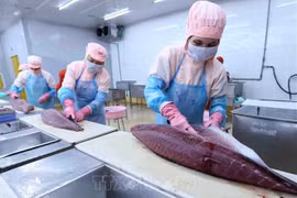 Catalyst for growth of Vietnam’s tuna exports