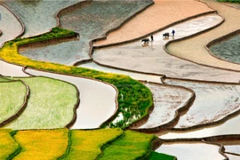 HCM City association to host first international photography fest