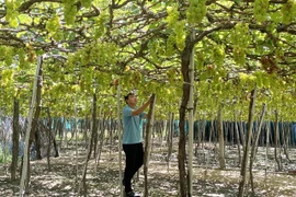 Ninh Thuan province develops brand names for agricultural products