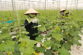 Cooperatives remain first and foremost solution for agriculture restructuring: minister