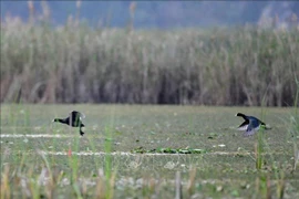 Conserving wild, migratory birds – urgent task: workshop