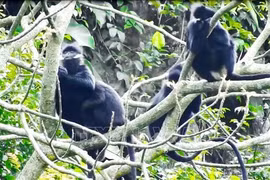 Quang Binh province reviews model for rare primate conservation