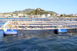 Ninh Thuan boosts development of marine aquaculture