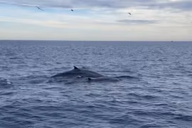 Seven blue whales spotted off south-central Vietnamese coast