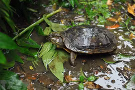 Vietnam Tortoise and Freshwater Turtle Identification Book re-released