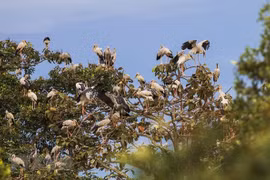 More protection of wild birds needed during migration season