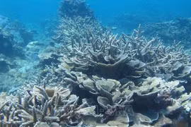 Vietnam joins global action for blue ocean