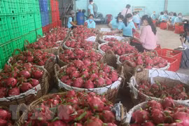 Efforts made to promote dragon fruit exports to Australia, New Zealand