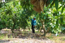 Vietnam - Third largest mango exporter to RoK